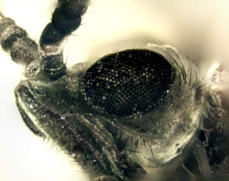 Female Lovebug Eye